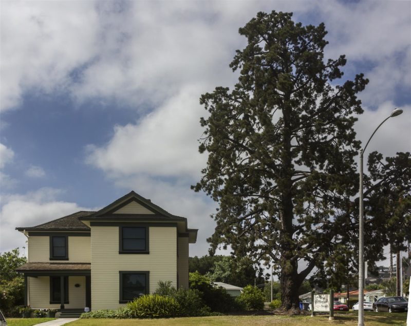 McKinney House Century Old Pine Tree